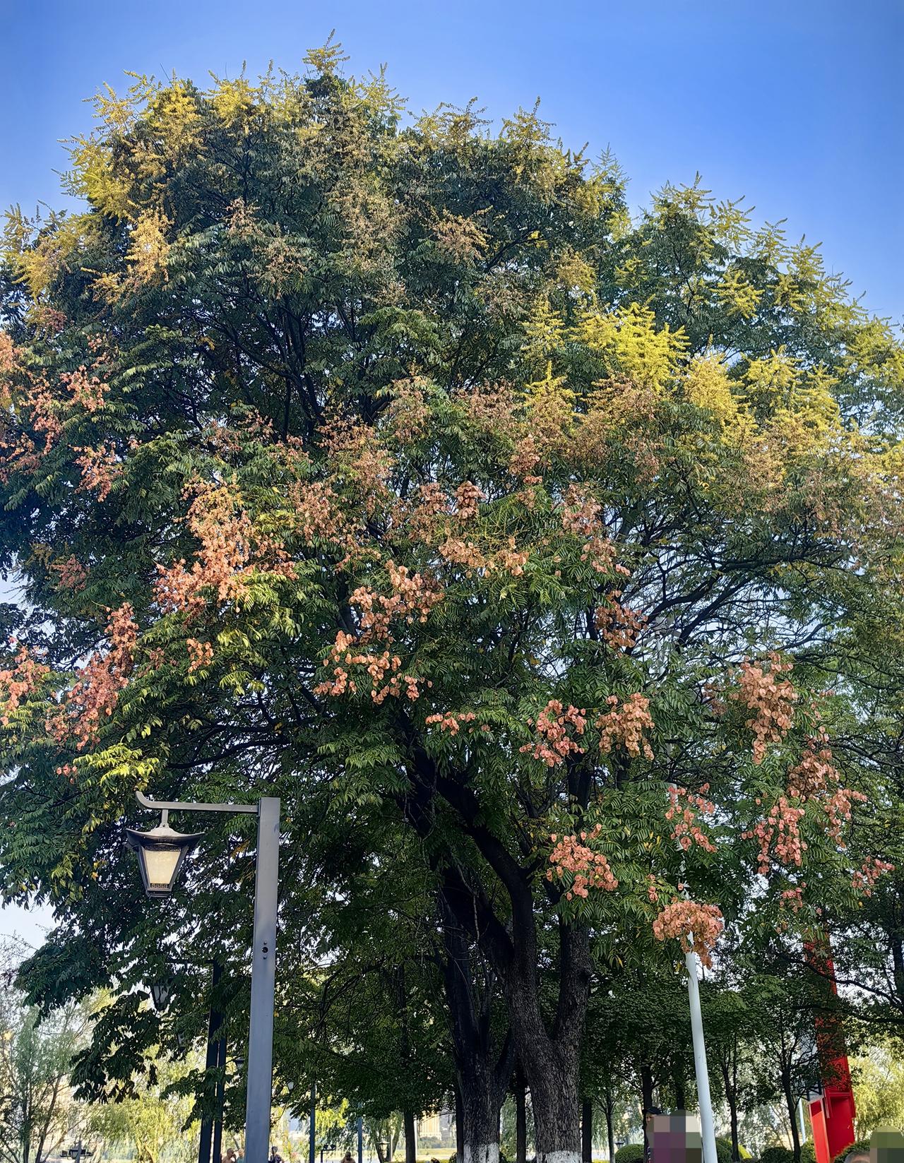 在城市的公园、道路两边，种植了不少黄山栾树，夏秋时节，树上会出现金黄色小花，花落