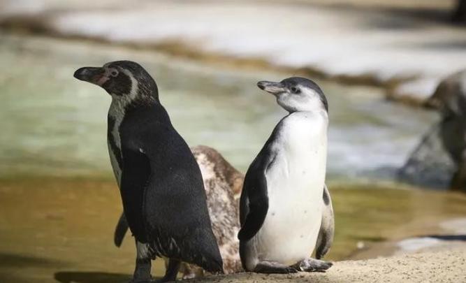 南极有1.2亿只企鹅，每天排便4800吨，可南极依旧干净得很。这是为啥呢？原来企