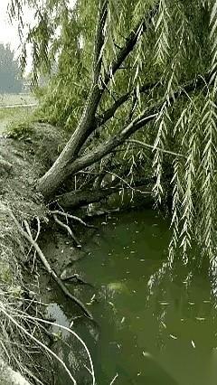 那条鱼，疯了。整个池塘的鱼，都在躲着它。它一次次用尽全身力气，把尾巴甩出一个夸