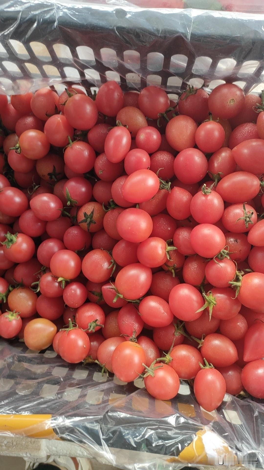 这筐千禧小番茄也太诱人了！颗颗圆滚滚裹着水珠，红得透亮还带着鲜绿的蒂，一看就甜得