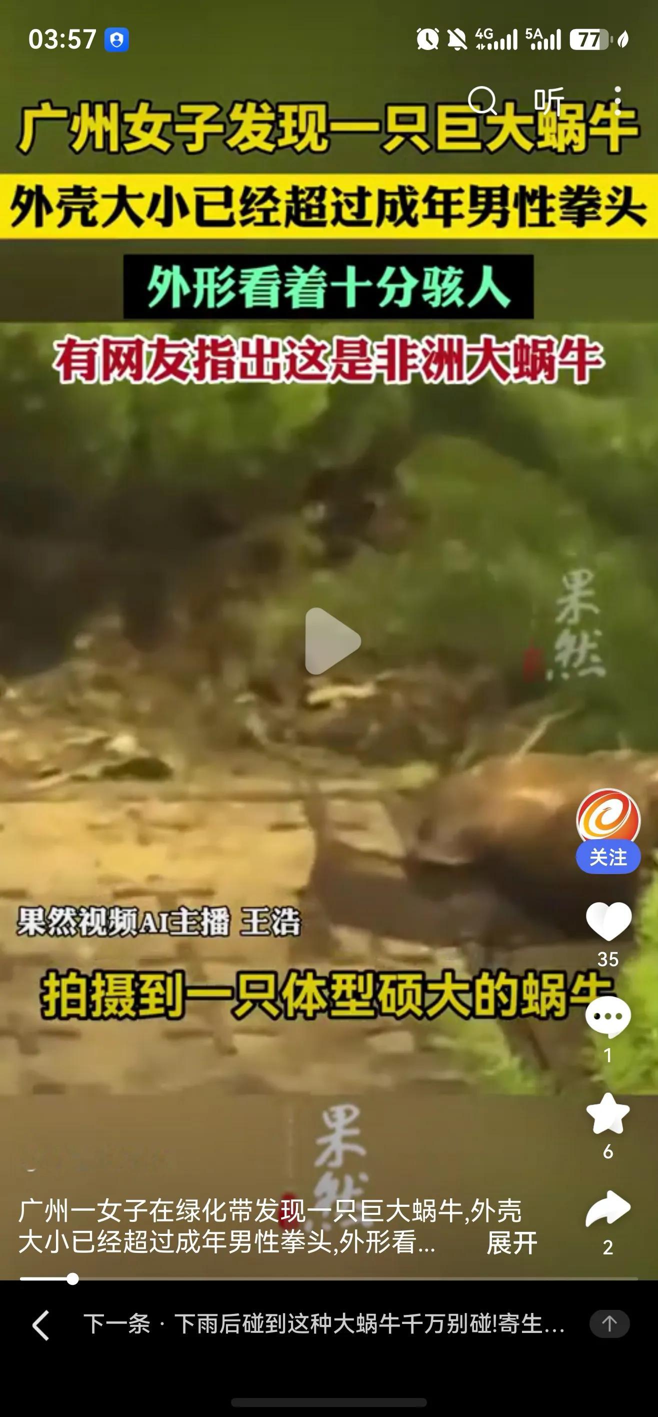广东广州，一女子在绿化带里发现一只巨型蜗牛，外壳比成年男性拳头还大。网友一眼认出：非洲大蜗牛。医生紧