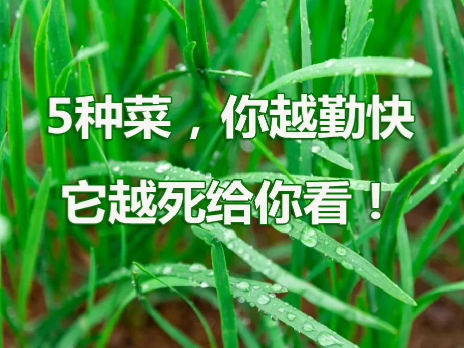 5种菜，你越勤快，它越死给你看!
