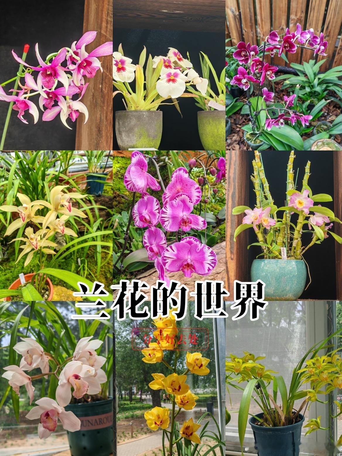 国家植物园有一个小小的兰花世界一花一草一世界好看的花一定要分享给你公园城市