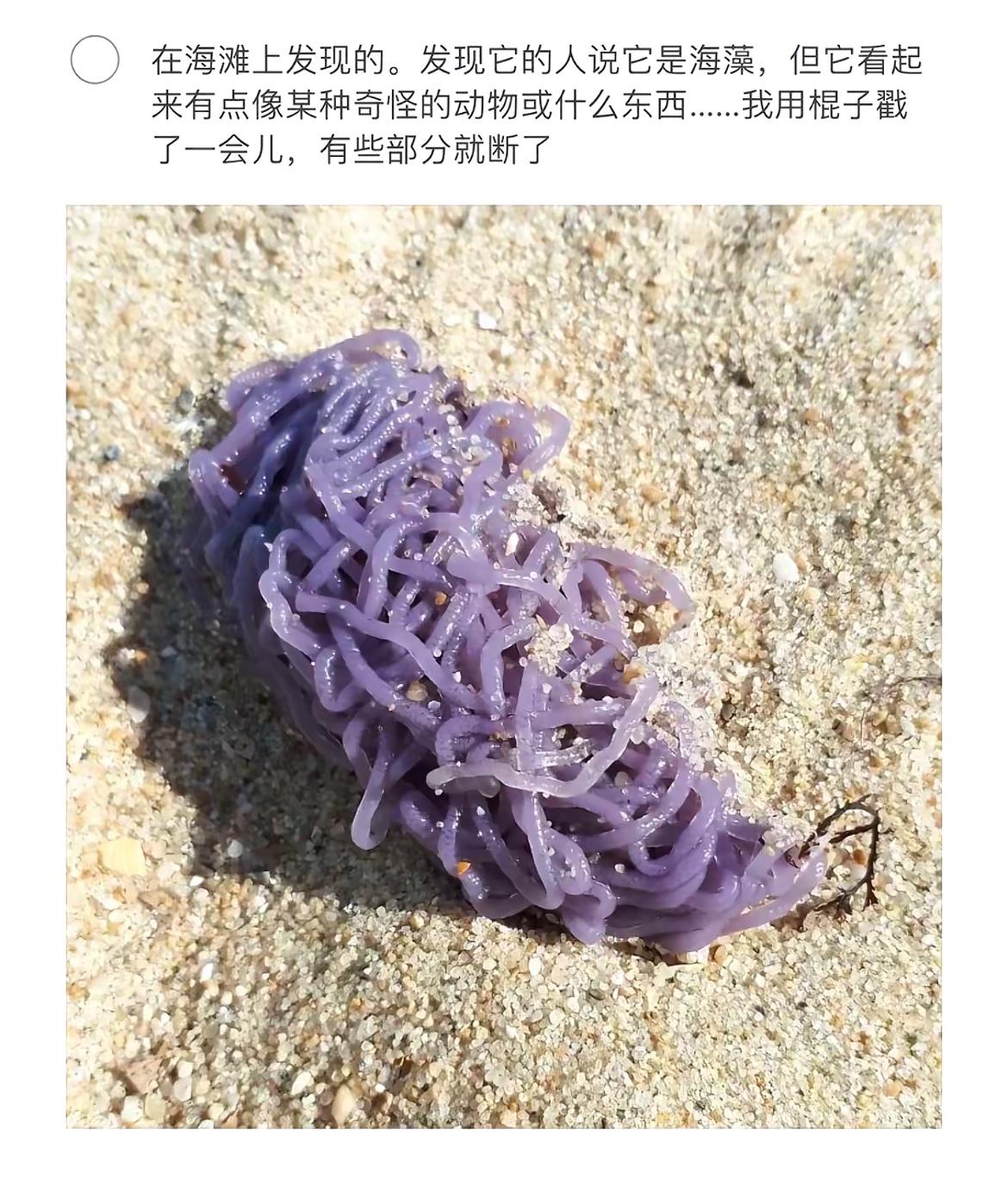 在沙滩上发现一个紫色的奇怪东西。