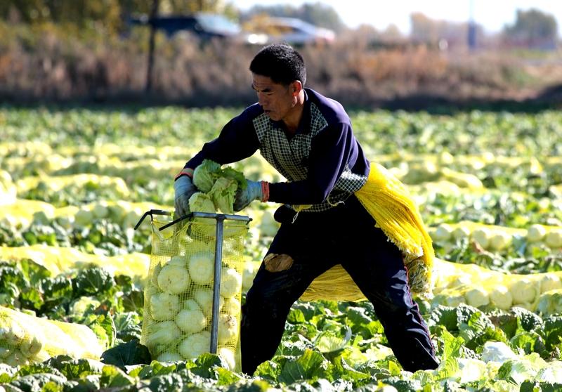 现在网络谣言真是防不胜防！之前内蒙古“免费采摘白菜”谣言让菜地被哄抢，多方被追责