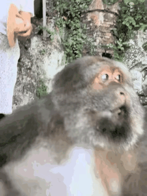 跟大爷似的，这哪是猴哥啊？这简直就是猴大爷！