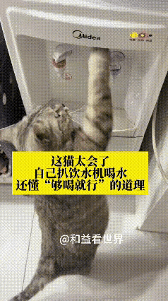 这只成精的小猫咪🥰自己扒着饮水机，小爪子熟练一按就出水，喝饱了还主动收手停键。