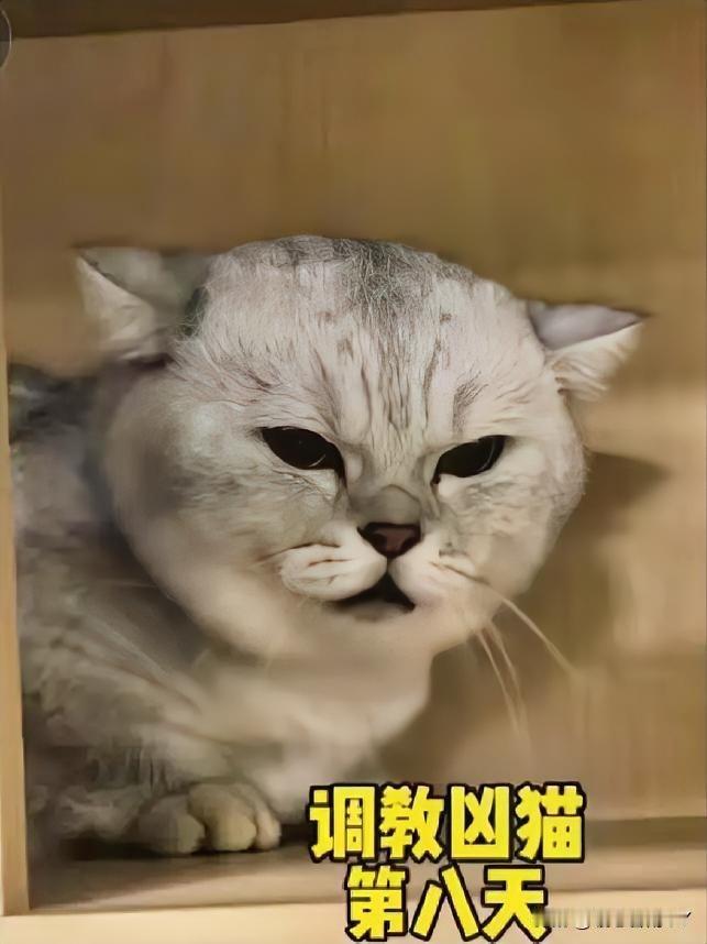 被猫咪咬出阴影的主人花900元送它来调教，第8天的转变太能触动养猫人的心！谁