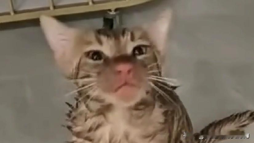 怎么进去的？下次洗衣服请用白猫，我不想洗衣服。据视频12月5日报道，江苏苏州