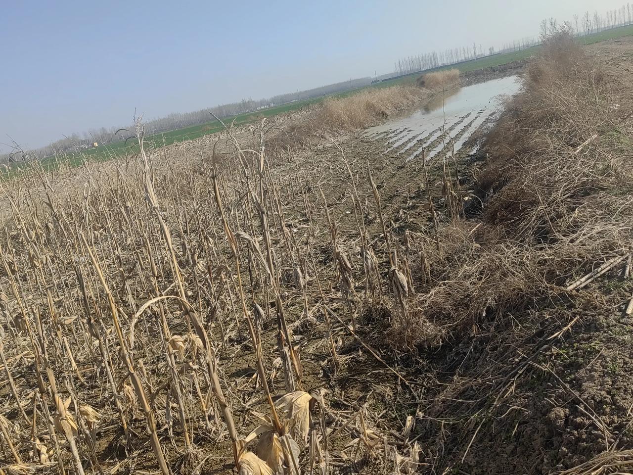 最近这几年，因为河里经常来水，我们这里的地下水位大幅上升。朋友们看看下面的图片