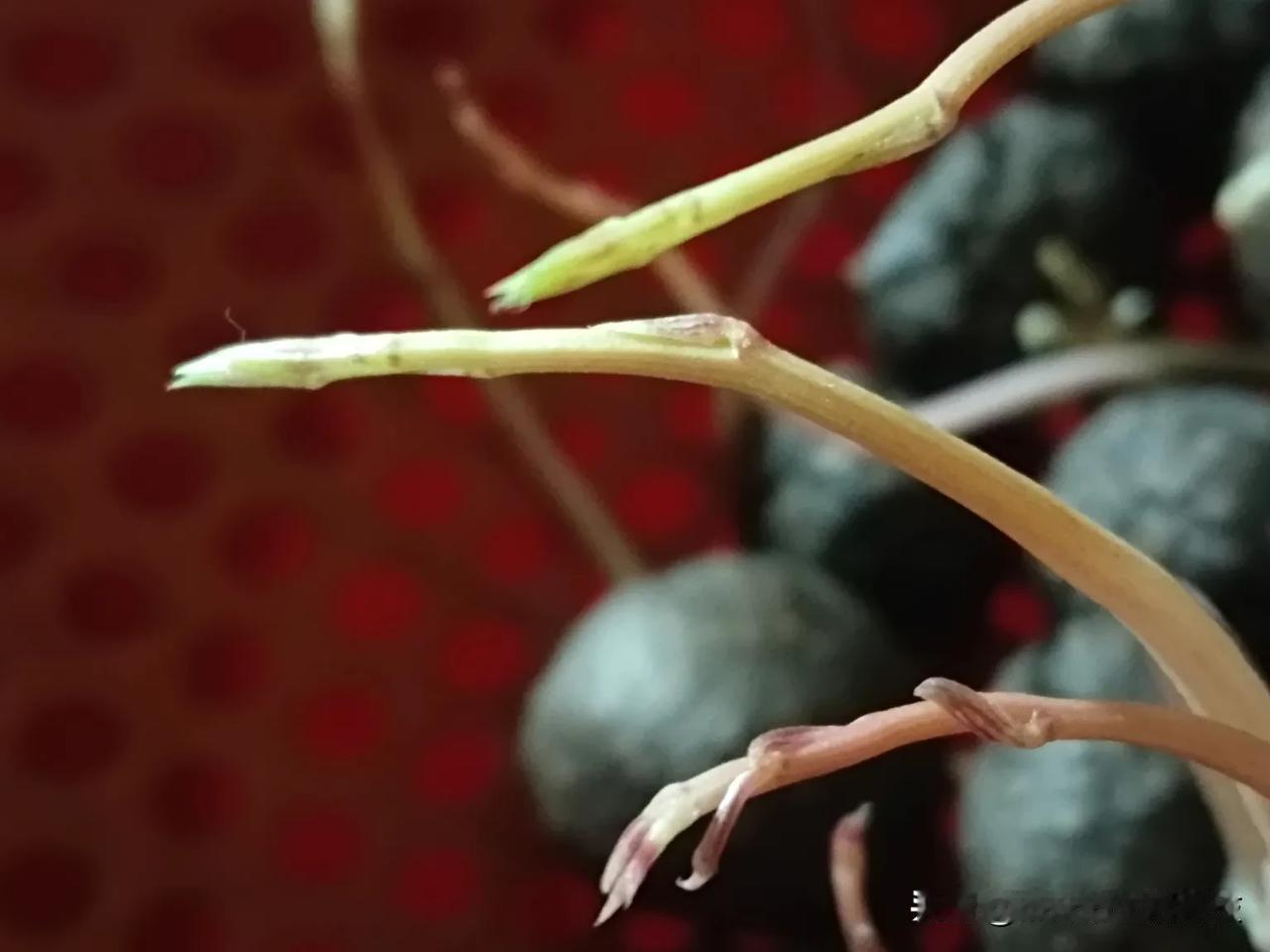 杰妹这里流传着用它治胃病的偏方，但不适用于任何人（请在专业医师指导下用药）。它叫