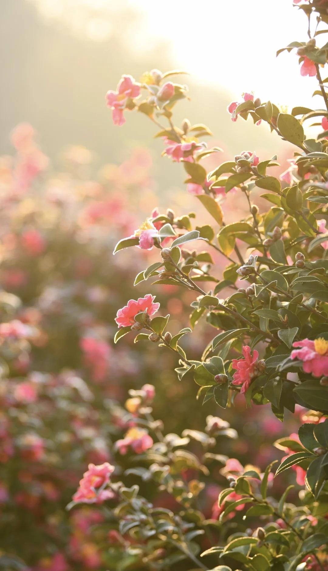 宁波北仑洪岙村|40年茶花林徒步、赏花线✨谁懂啊！北仑洪岙村这片40年的