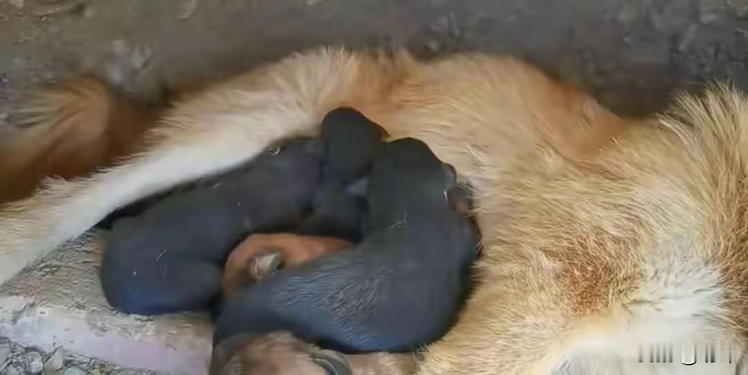 太可怜了！这天一位小哥哥去跑步，结果跑到一个山坡附近的时候，听到有狗狗的哀嚎哭泣