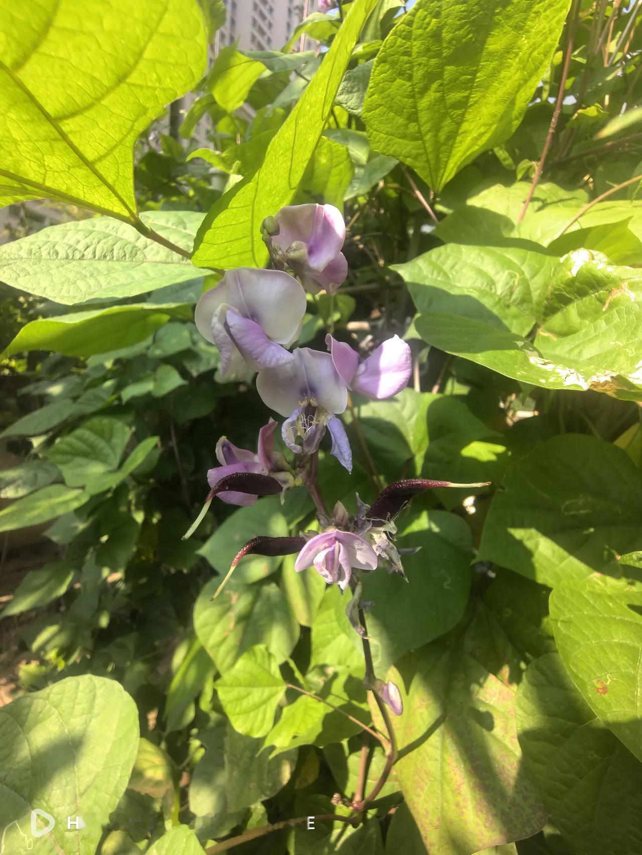 小院里种了一畦扁豆，长的非常茂盛，爬满了用竹竿搭起的架子，但在立秋前的整个夏天，