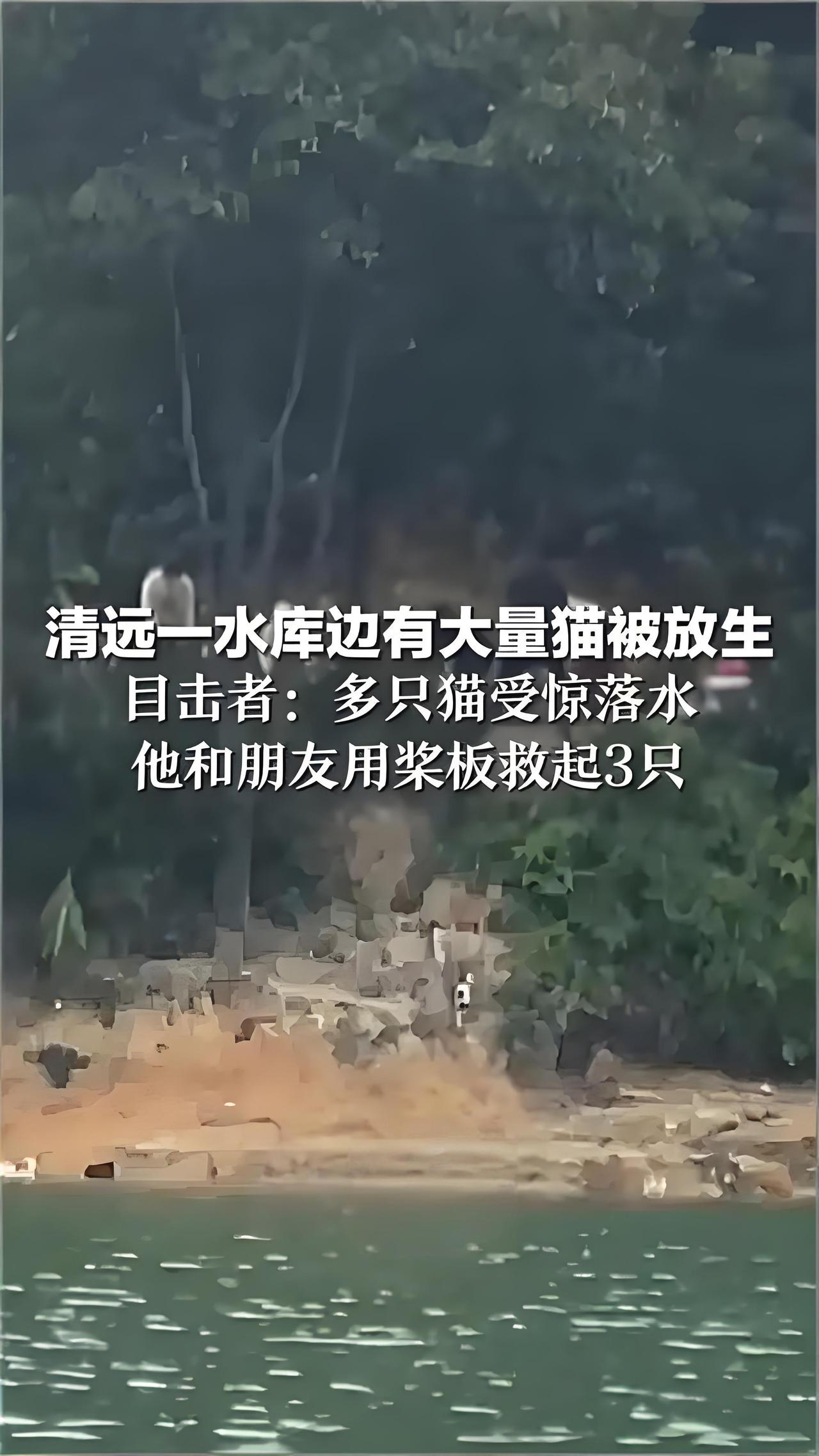 这哪是行善，分明是害命11月1日，广东清远迎咀水库（饮用水源一级保护区），约