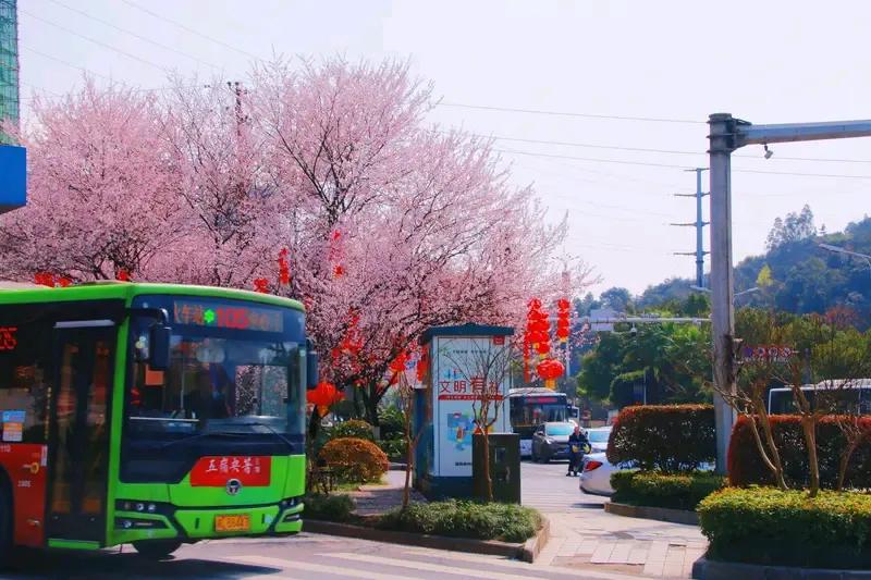 昆明骑共享车的朋友们有没有发现，公交公司的“春城骑行”黄绿车越来越少了，查了才知