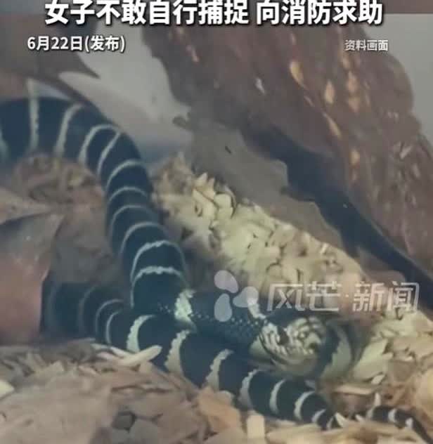胆子真大！重庆，妹子觉得生活孤单，寻思养个宠物，不料，她没有买狗，也没有