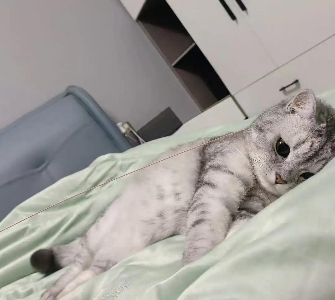 刚到家没几天的猫，把女儿买的挂件咬坏挨了顿说，居然直接闹脾气——猫粮不碰、水不喝