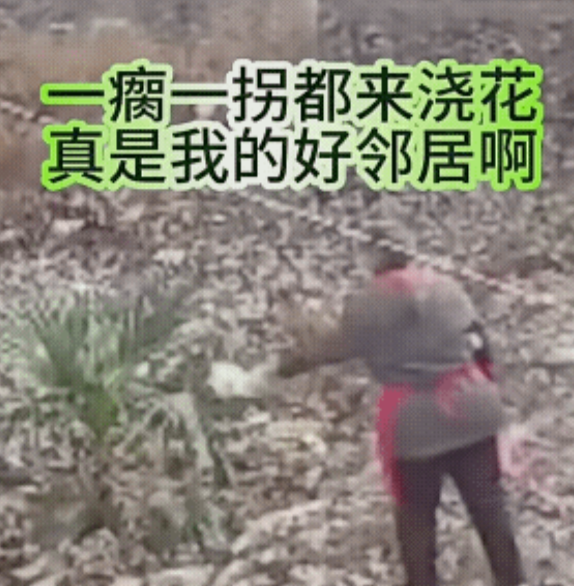 发视频的人说，他年年栽树年年不成，原认为是土质的问题，有了监控才知道，原来是有个