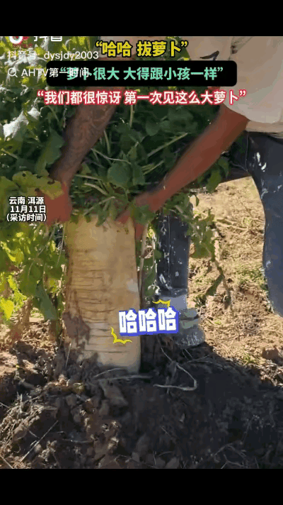 “萝卜成精了！”11月11日，云南洱源，一男子闲来无事去田地里转悠，远远看见一酷