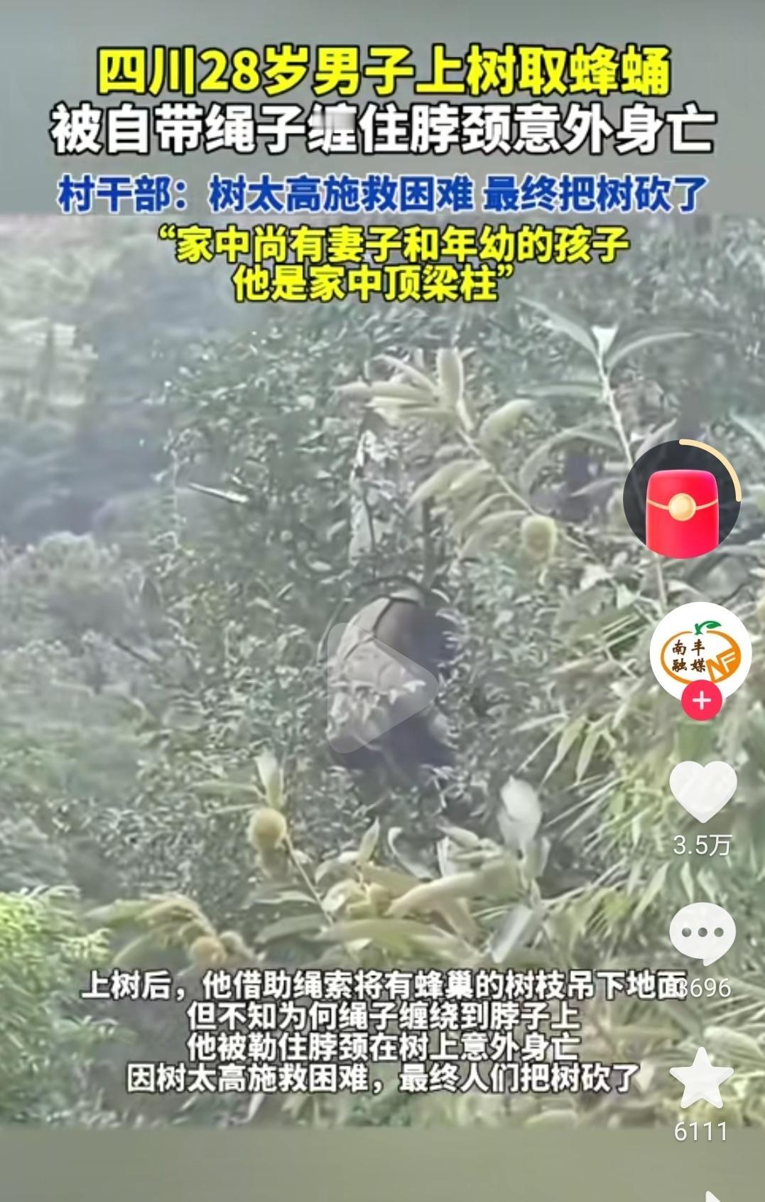 “30米高的树上，那个想多赚点钱给伯伯买药的男人，再也没下来……”四川