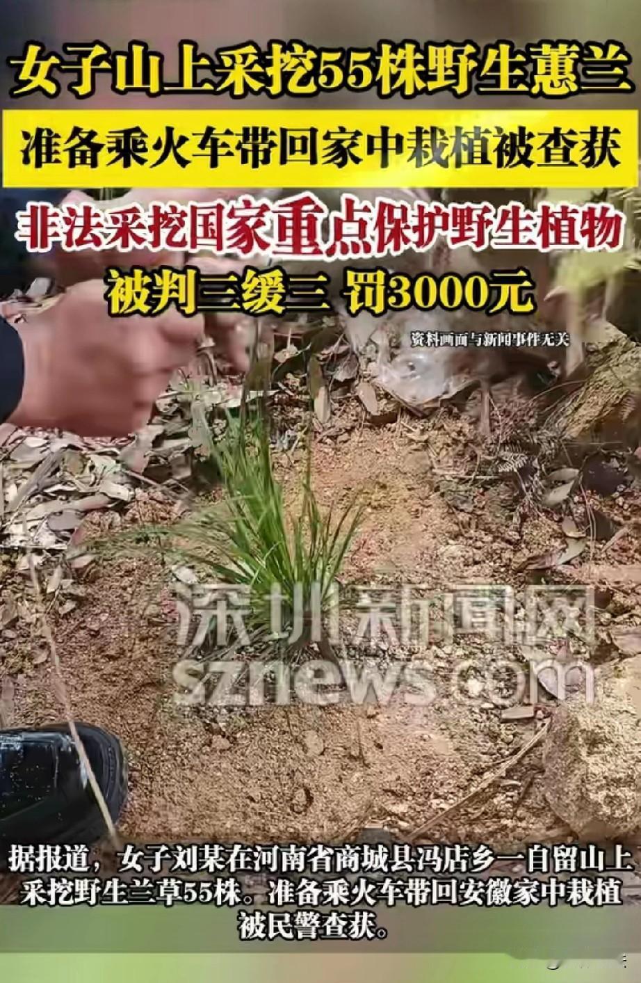 路边的野花别乱采！河南信阳，一女子看山上的兰花长得正好，喜欢的不得了，想都没想，