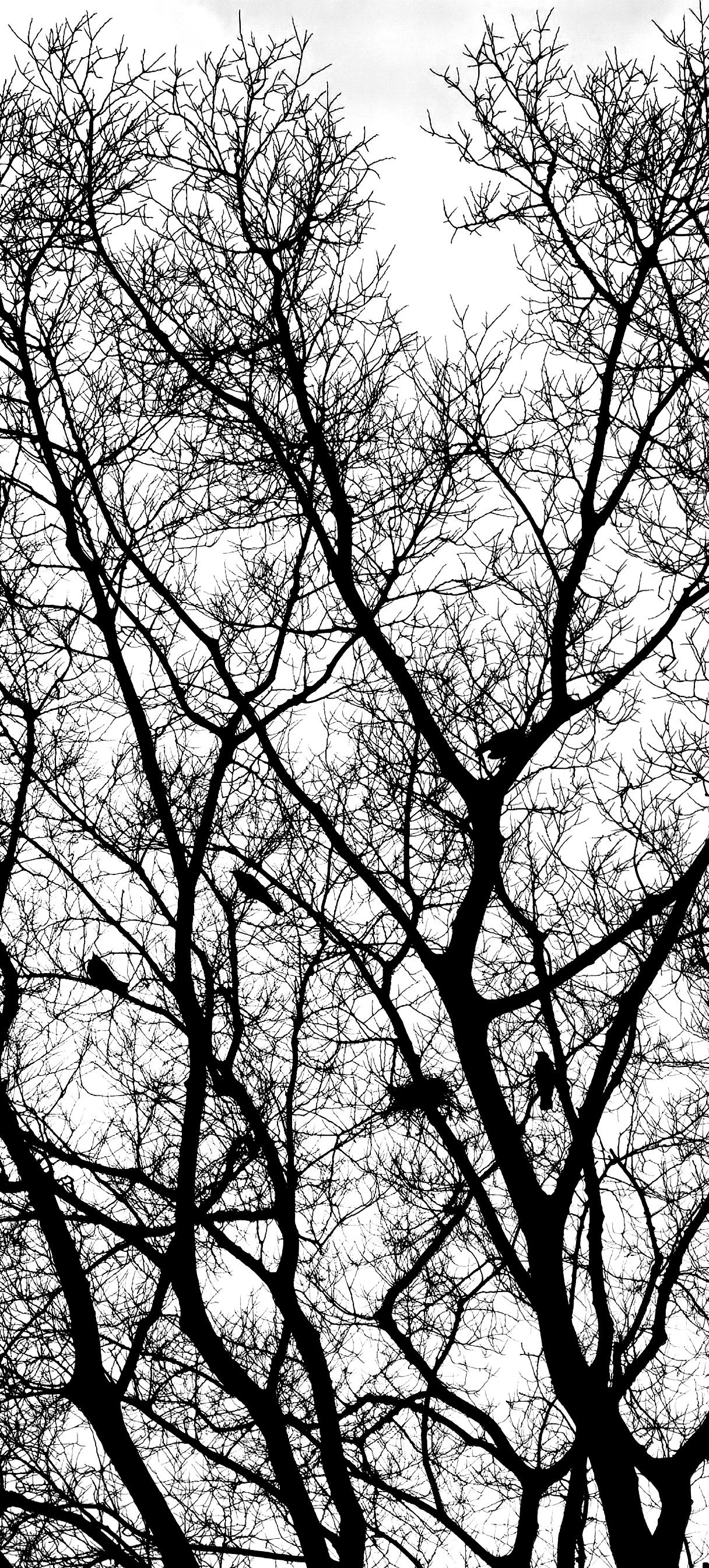 古人看了这个场景，是不是又画出《老树寒鸦图》?