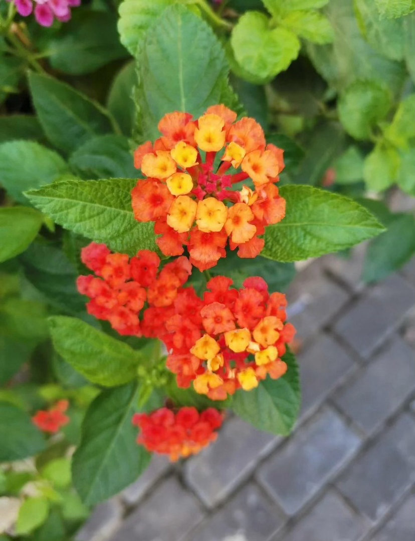 ‎种植马缨丹（五色梅）在浙江可作盆栽观赏，但需注意其为《中国外来入侵物种名录（