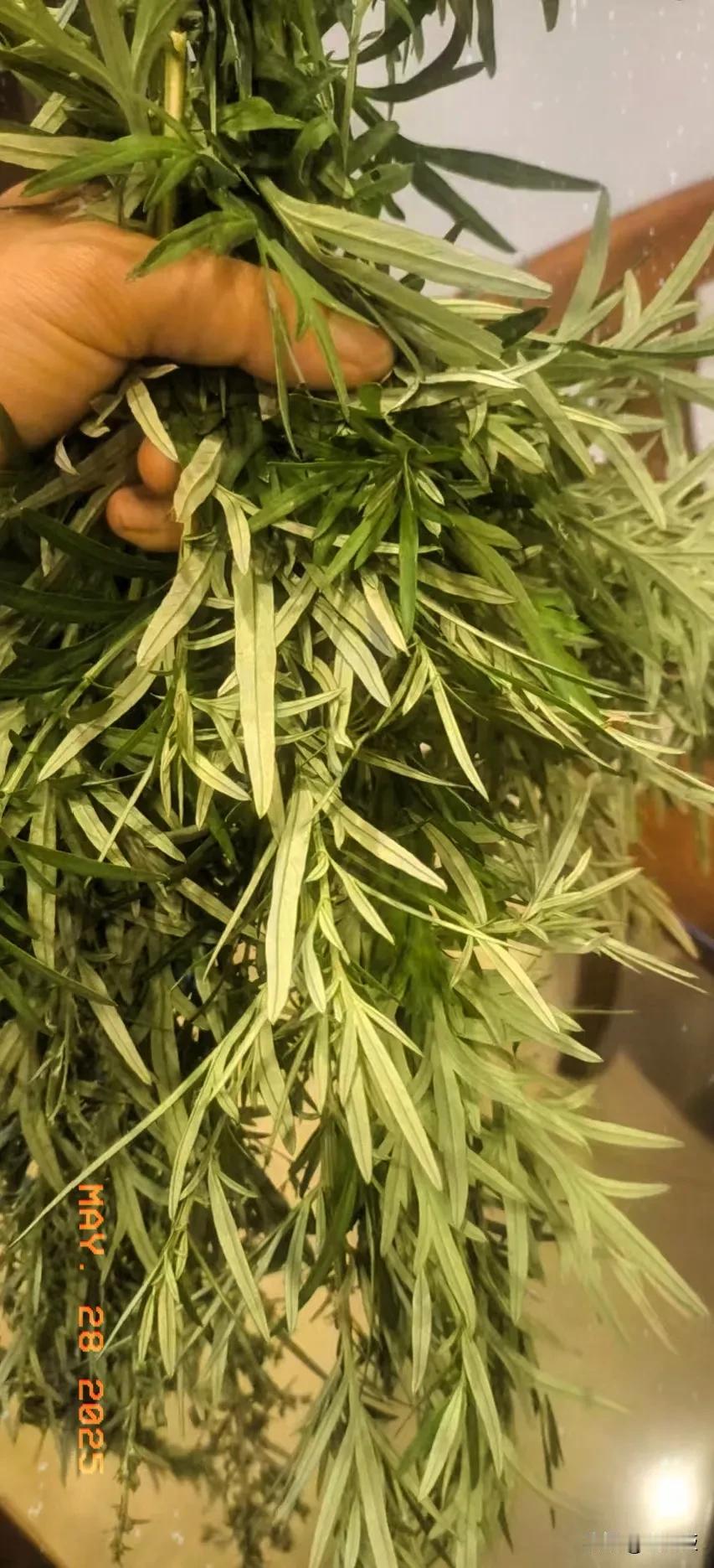 端午节快到了在市场上买了一把艾叶结果婆婆说不是艾叶是艾蒿我说两者有什么区