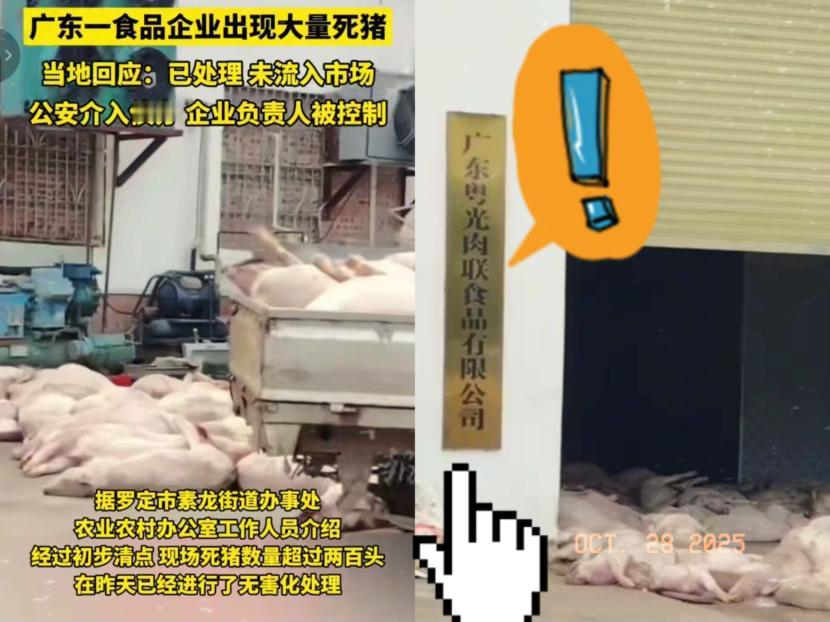 持证肉联厂藏200多头死猪?这“正规资质”怕是成了遮羞布!广东网友爆料的画面