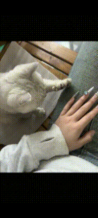 太有灵性了。女生做了美甲回家，猫咪看到后，竟然以为她爪子收不回去了，直接现场教学