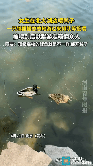 北京一女生在北大某湖边用面包投喂鸭子，这时从旁边慢悠悠游过来一只胖乎乎的黄色锦鲤