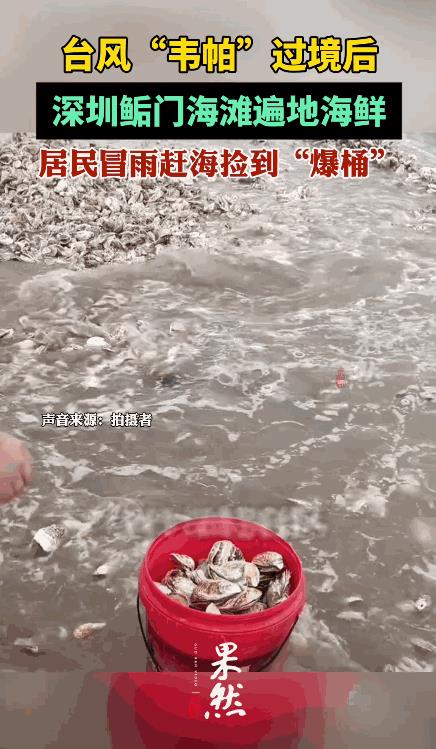 “这简直是捡钱啊！”7月21日，广东深圳，台风过境后，生蚝、鱼、虾、牡蛎等海鲜堆