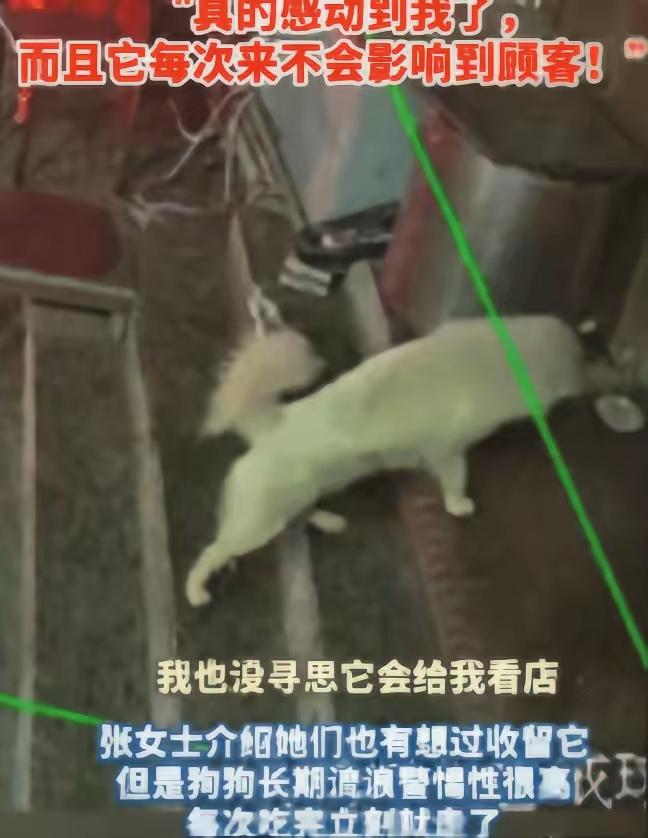 万物有灵，吉林，一烧烤店老板娘多次投喂流浪狗，谁知，流浪狗趁她每天收摊后，又来店