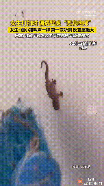 河南一名女子在家里打扫时，发现墙上有一只壁虎，她不想伤害壁虎，于是用扫把碰了一下