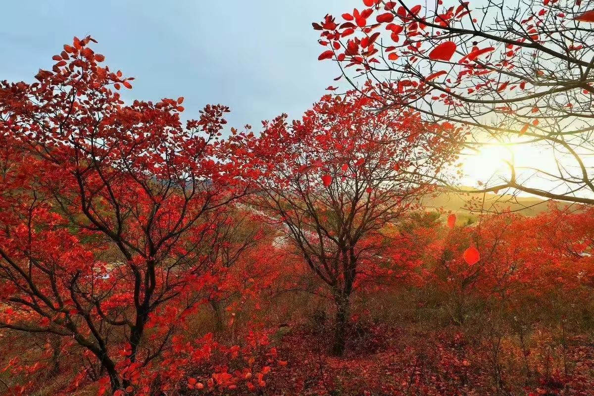 秋，秋月秋日秋思浓，秋风几度枫叶红，早晚微风添寒意，唯有问候暖融融。