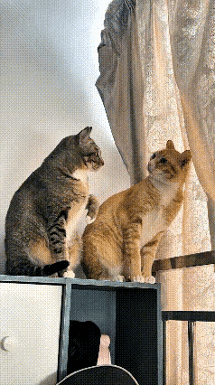 刷这个视频我反复看了好几遍，场面实在太有意思。橘猫本来打算走向窗帘，半路又反悔退