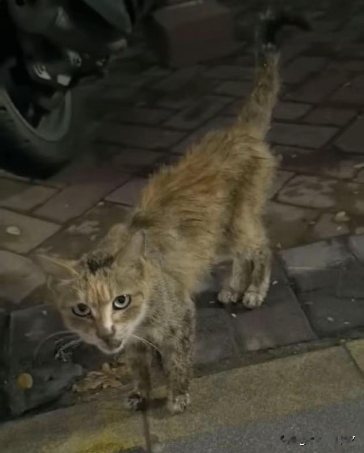 流浪猫也会想有个家吗?谁看了不感动！捡回时3斤瘦骨嶙峋，3个月后猫咪长到13斤，