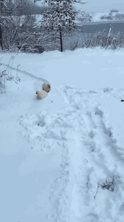 这画面脑补一下就笑喷了，俩鸭子在雪地里滑着走，一只还把嘴冻成“冰条”，主打一个又
