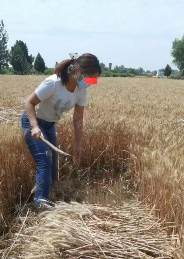 安徽阜阳夏收时节，女大学生下地帮奶奶割麦子，干着干着突然蹲在麦地里大哭起来。老人