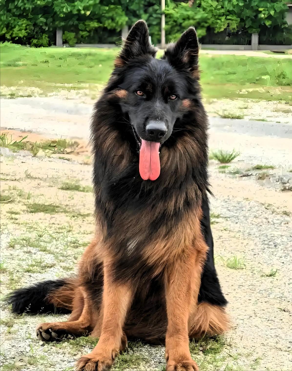 云南服务区恶犬伤人，64岁老人被狗扑倒骨折，狗主人转来1000元后跑了早就说