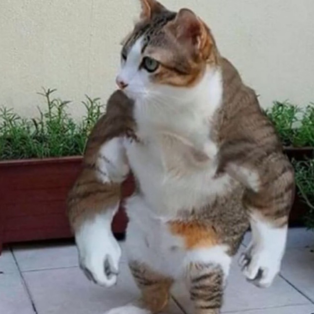 谁能挨小猫一拳​​​
