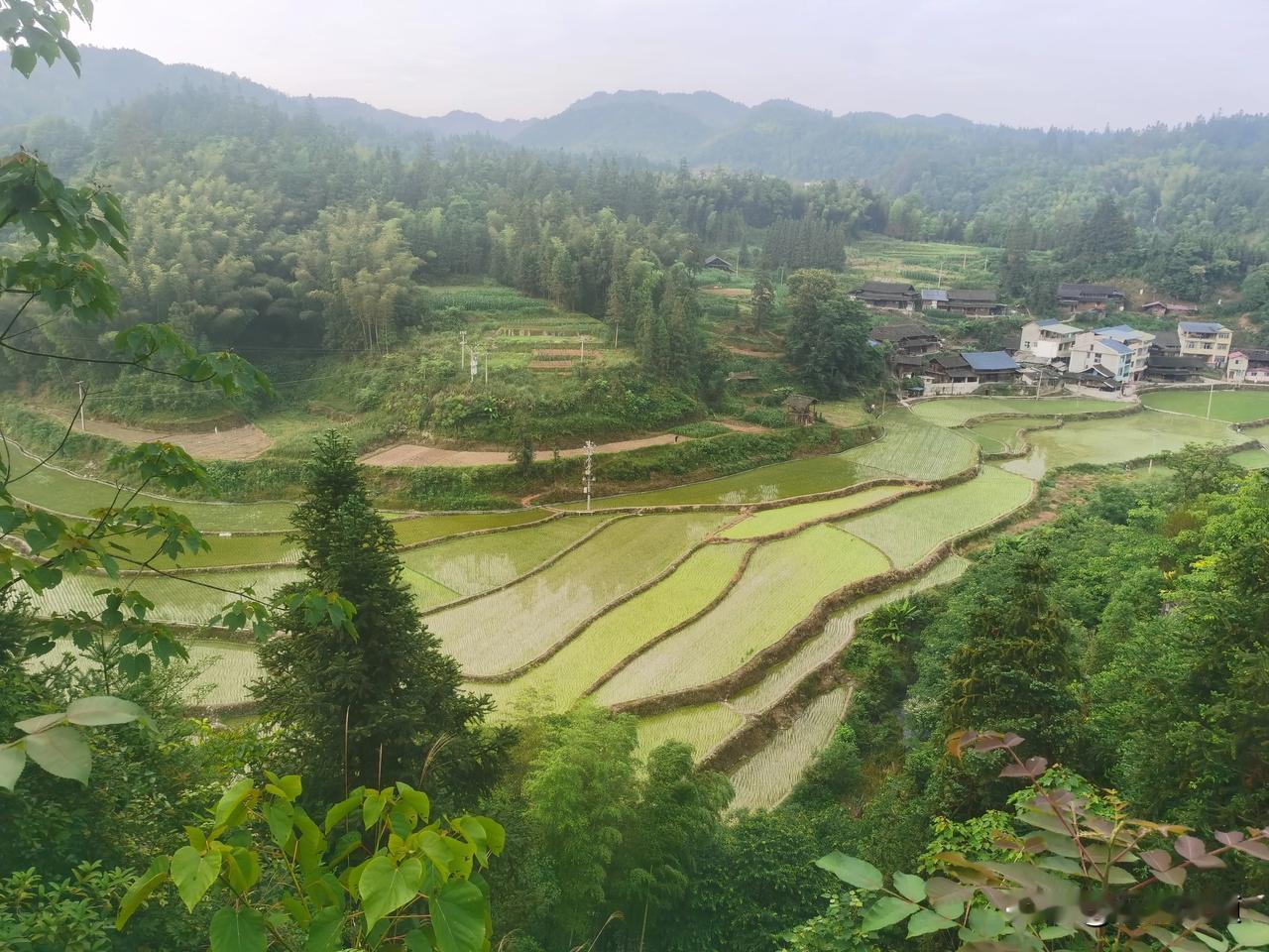 插秧又播种，正是芒种时。
