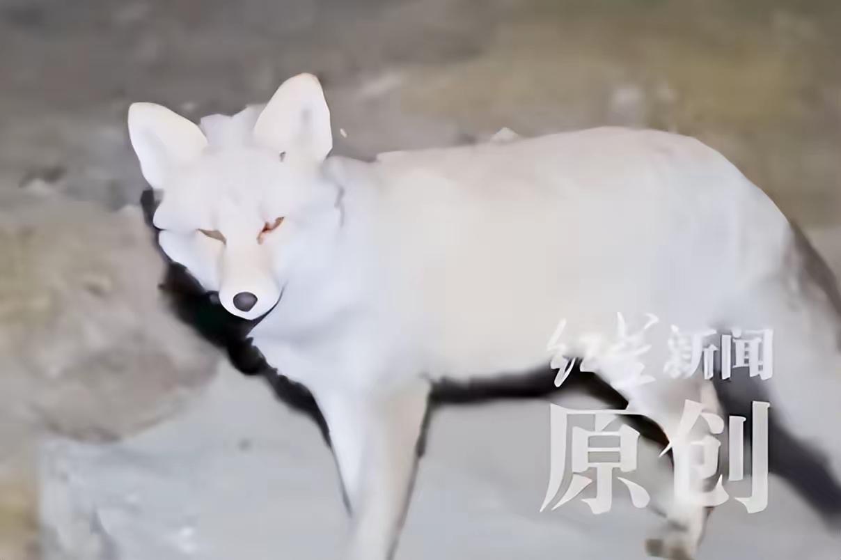 太奇怪了，到底怎么解释！当事人陈先生徒步五台山，于10月3日晚上，因充电宝故障