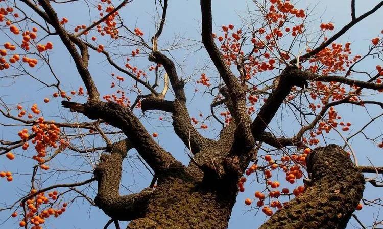 同学群里惊闻高中物理老师去世，大家忍不住长吁短叹。有同学起头，相约着去老师家看
