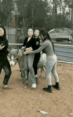 小毛驴生气了，三个女生太沉了，坐在他身上，小毛驴发飙了。[捂脸哭][捂脸哭][捂脸