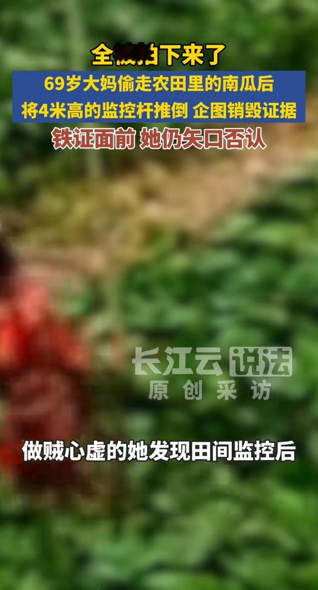 疯狂的大妈！湖北荆州，一名大妈在南瓜地偷了四个大南瓜，看到地里有监控，又疯狂摇动