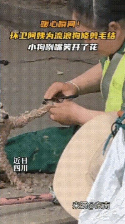 环卫大姐坐在地上，拉着流浪狗的爪子给它修剪打结的毛，告诉小狗不要咬我，我要帮助你