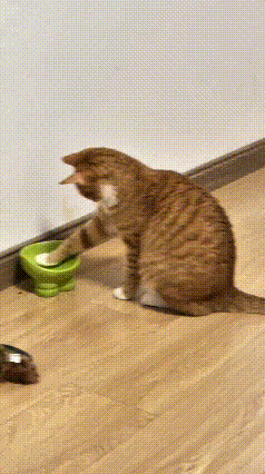 看完这段视频，真是被这只小橘猫的举动逗乐了。饭碗空空的，里面一点猫粮都没有，小猫