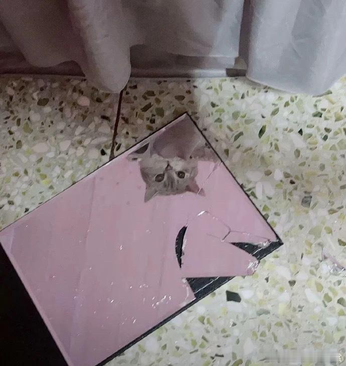 凶手通常会返回现场欣赏自己的杰作宠物卖萌中心​​​